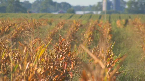 Corn Morning6 Video stock 845358