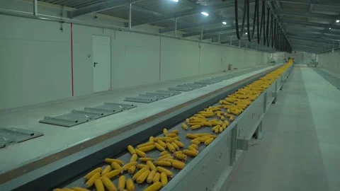Corn move to the long tape conveyer in plant after harvest HD footage Video stock 120388078