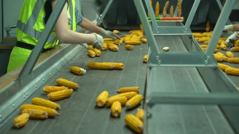 Corn is moving to tape of conveyer and fall down after sorting HD 50 fps Stock Footage 120390010