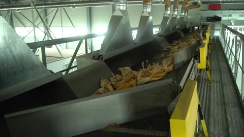 Corn is moving to tape conveyor with compartments which separete it Stock Footage 120391292