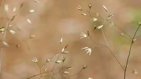 Corn moving in wind Stockbeeldmateriaal 77511802