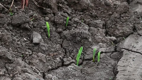 Corn new sprout, new corn crop in the field in spring, corn plants germinat.. Stock Footage 292967160