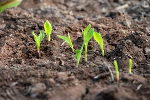 Corn new sprout, new corn crop in the field in spring, corn plants germinat.. Foto stock
