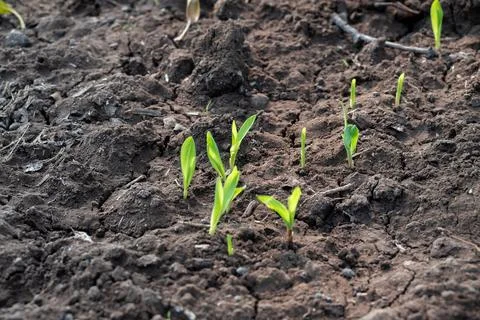 Corn new sprout, new corn crop in the field in spring, corn plants germinat.. Foto stock