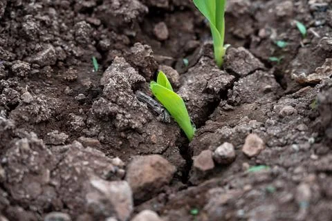 Corn new sprout, new corn crop in the field in spring, corn plants germinat.. Foto stock