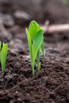 Corn new sprout, new corn crop in the field in spring, corn plants germinat.. Stock Photos