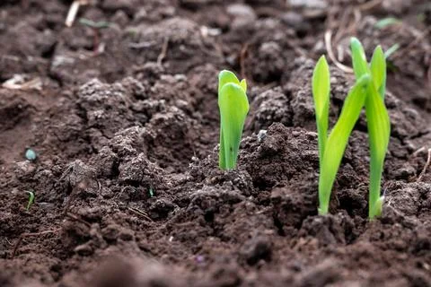 Corn new sprout, new corn crop in the field in spring, corn plants germinat.. 写真素材