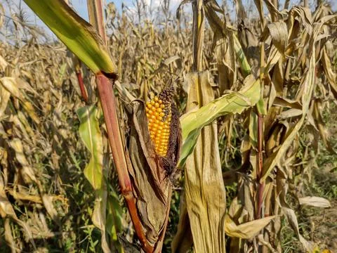 Corn in october in Maramures county, Romania 库存照片