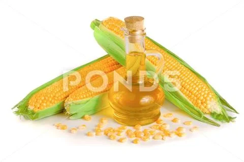 Corn oil in decanter, fresh corn cobs and grains isolated on white background Stock Photos