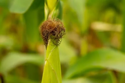 Corn or green maize, Stigmas from female maize flowers Foto stock