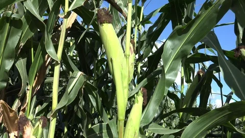 Corn or Maize 2 動画素材 95117377