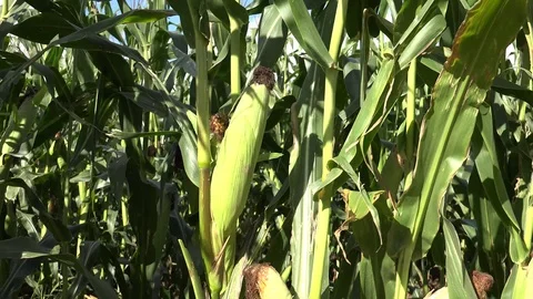 Corn or Maize 3 動画素材 95117378
