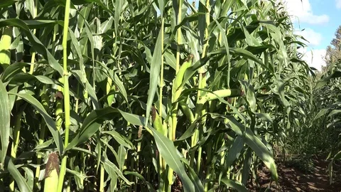 Corn or Maize 4 Stock Footage 95117383
