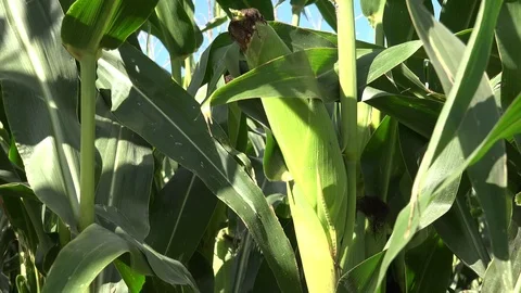 Corn or Maize 5 動画素材 95117394