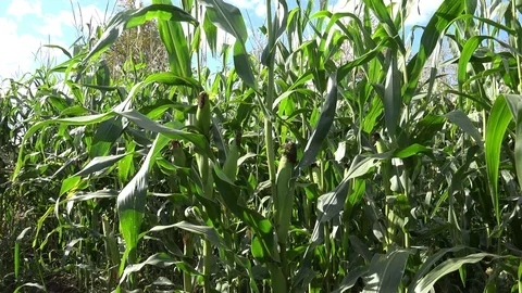 Corn or Maize 7 Stock Footage 95117397