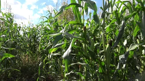 Corn or Maize 8 Stock Footage 95117398