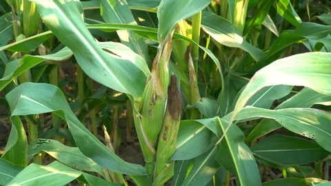 The corn or Maize is bright green in the corn field. Waiting for harvest Stock Footage 128240735