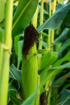 Corn or maize is bright green in a corn field. Waiting for the harvest. The c Stock Photos