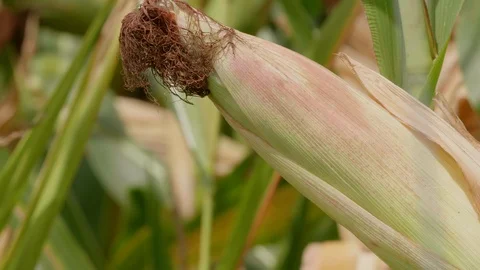 Corn or maize close up in 4K. Stock Footage 129238749