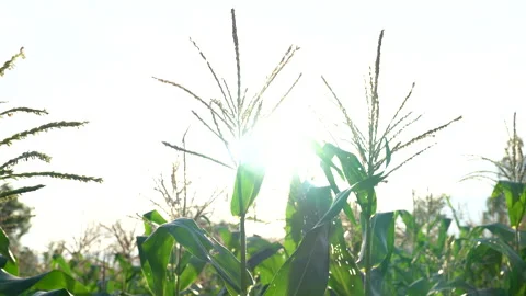 Corn or maize field in organic land agriculture on blue sky background Stock Footage 146320615