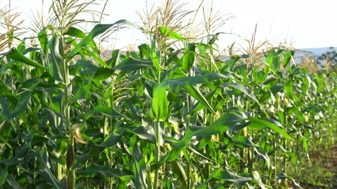 Corn or maize field in organic land agriculture on blue sky background Vídeos de archivo 146320863