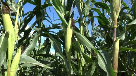 Corn or Maize Stock Footage 95117401