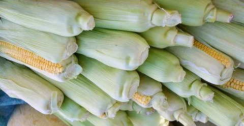 Corn or Maize (Lat. Zea mays) Stock Photos