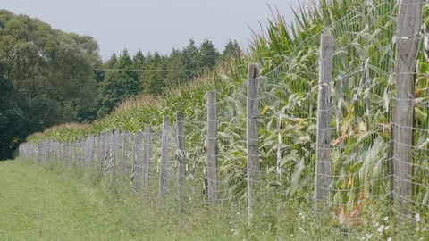Corn or maize (Zea mays) landscape is moving by the wind. 4K Footage. Stock Footage 129238951
