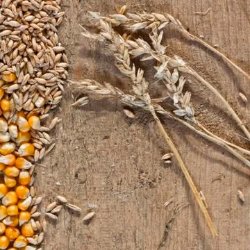 Corn or Wheat Grains Background Stock Photos