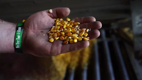 Corn out of hand hd 59.94 frame rate for slow motion adjustment Stock Footage 143556197