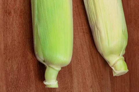 Corn a pair of ears of green close-up, farmer harvest pattern Stock Photos