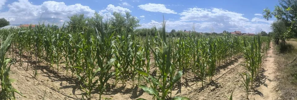 Corn panorama 库存照片