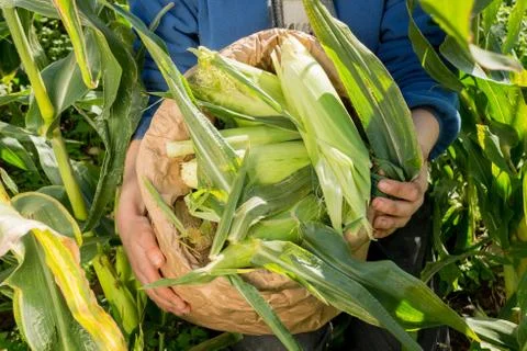 Corn in Paper Bag  Held by Two Hands Stock Photos