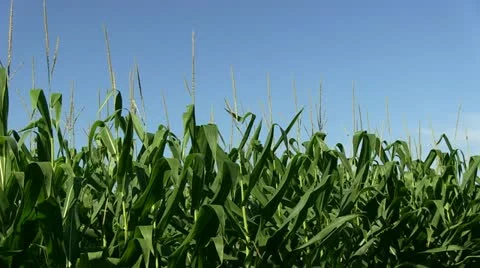 Corn &amp; Perfect Blue Sky Stock Footage 11543914