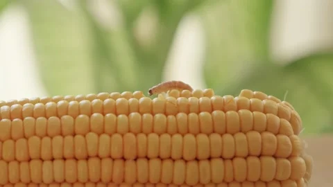 Corn Pests: Corn Ear worm. Corn plant attacked by worms in maize field. Stock Footage 221190267