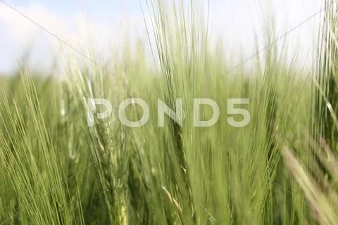 Corn Stock Photos