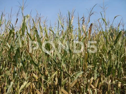 Corn Stock Photos