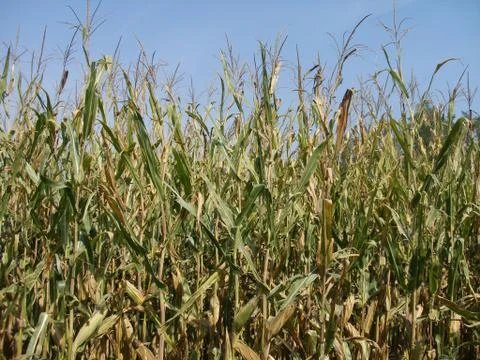 Corn Stock Photos