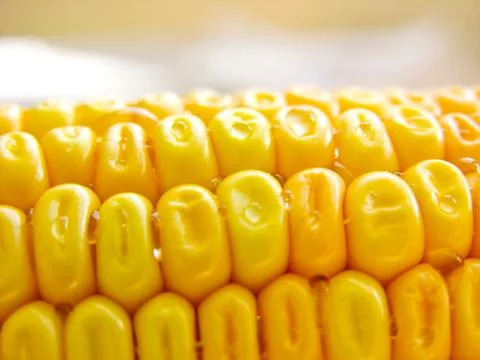 Corn Stock Photos