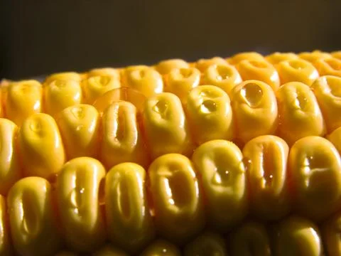 Corn Stock Photos