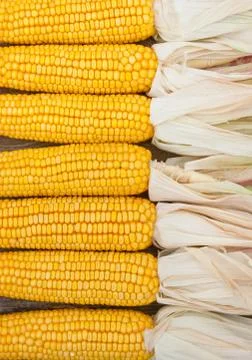 Corn Stock Photos
