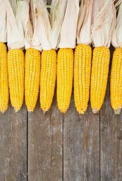 Corn Stock Photos