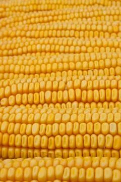 Corn Stock Photos
