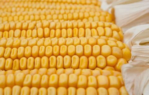 Corn Stock Photos