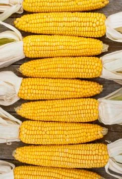 Corn Stock Photos