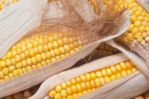 Corn Stock Photos