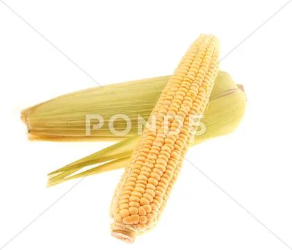 Corn Stock Photos