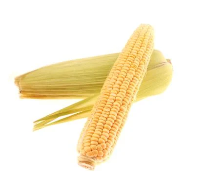 Corn Stock Photos