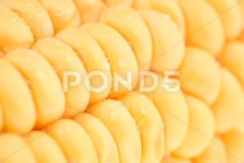 Corn Stock Photos