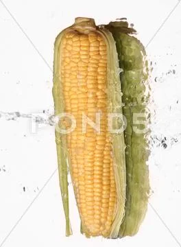 Corn Stock Photos